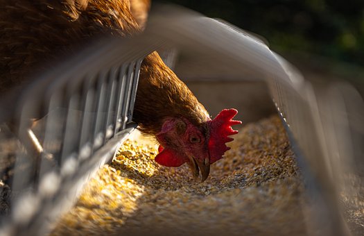 Prevenir gripe aviar